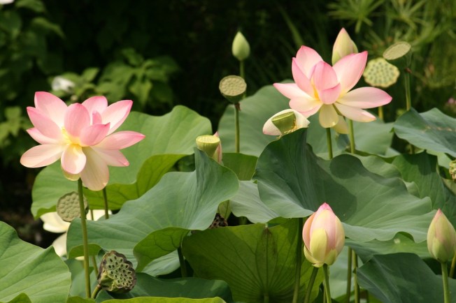 lotus-flowers-simbolo-de-pureza-espiritual-patriciadas-de-la-vida